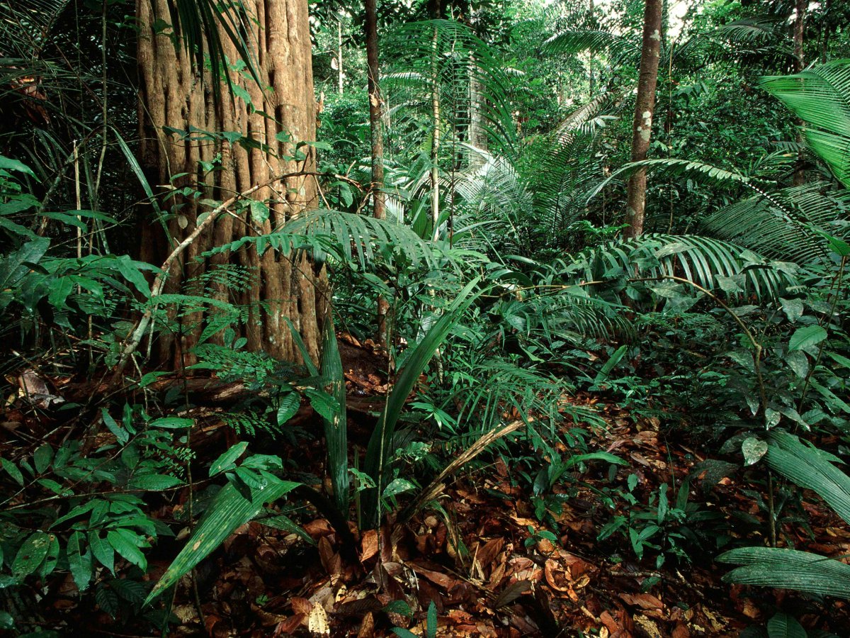 AMAZONÍA