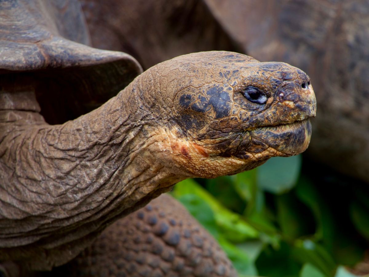GALÁPAGOS
